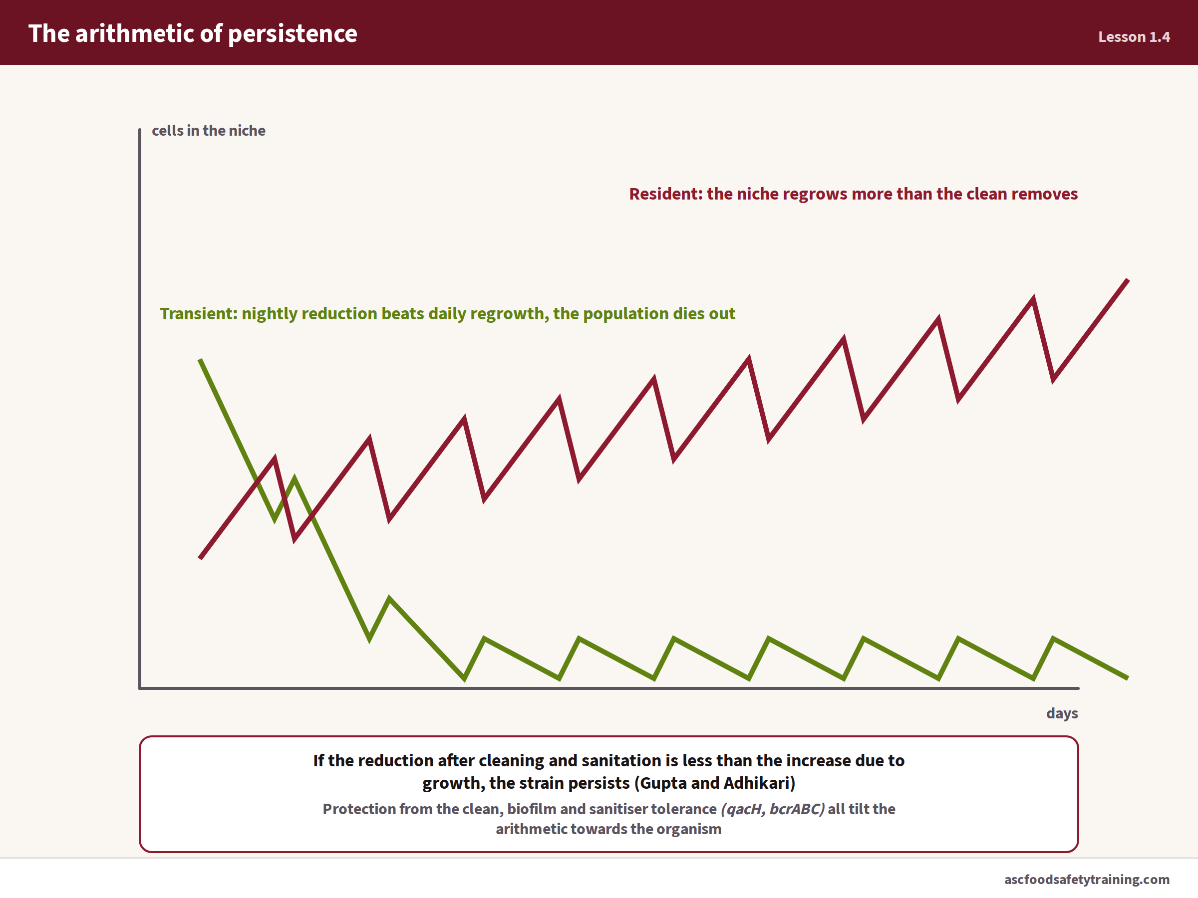 Transient contamination versus the resident strain: persistence is arithmetic